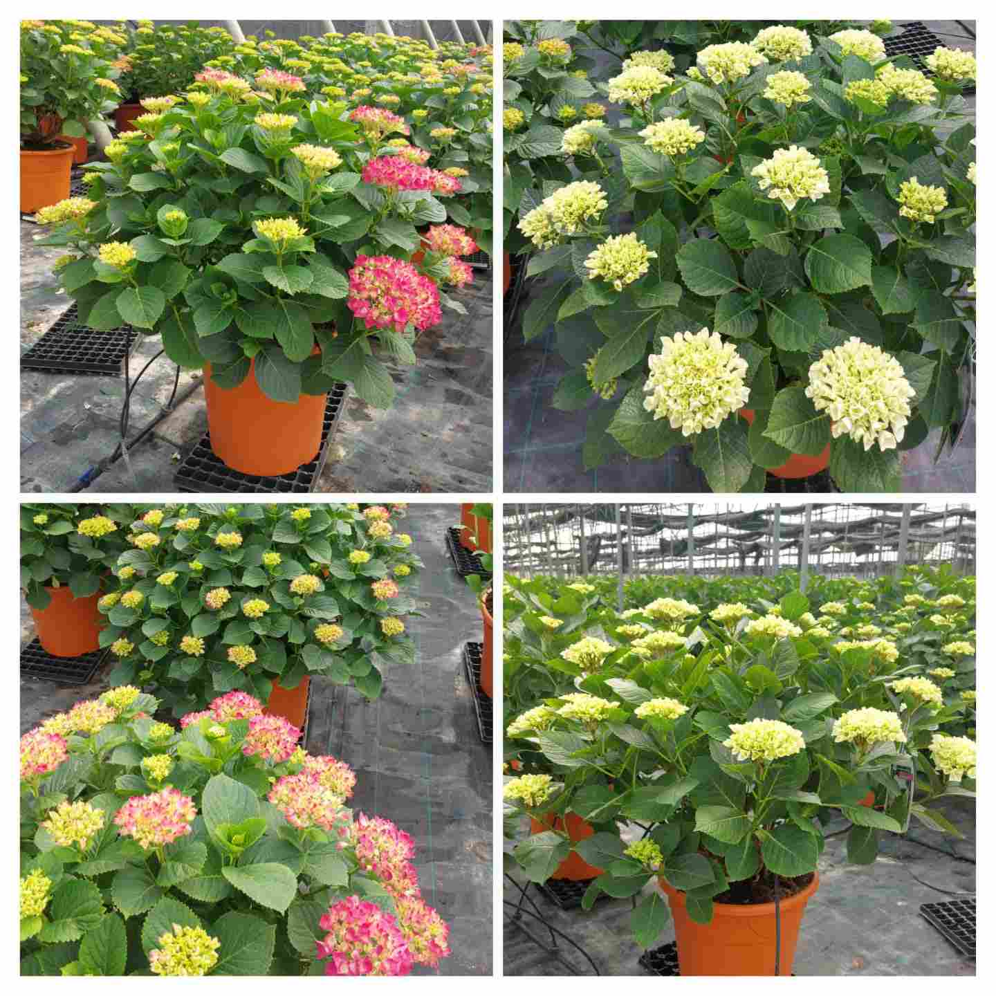 HORTENSIA C 35